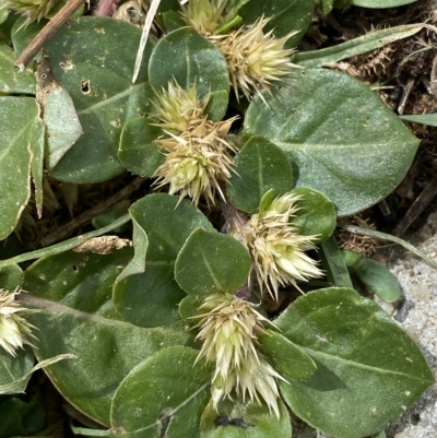 Alternanthera pungens (Khaki Weed) at Karabar, NSW - 1 Apr 2023 by Steve_Bok