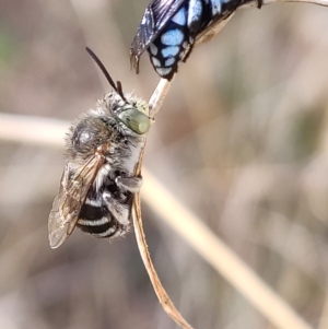 Amegilla sp. (genus) at Higgins, ACT - 1 Apr 2023