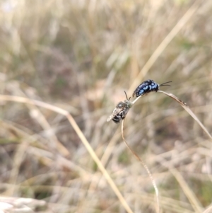 Amegilla sp. (genus) at Higgins, ACT - 1 Apr 2023