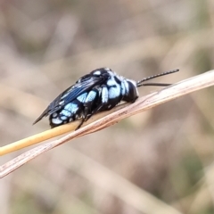 Thyreus caeruleopunctatus at Higgins, ACT - 1 Apr 2023