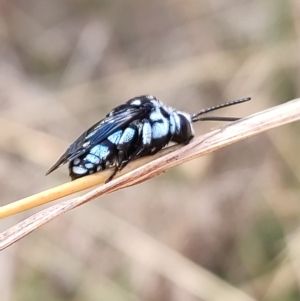 Thyreus caeruleopunctatus at Higgins, ACT - 1 Apr 2023