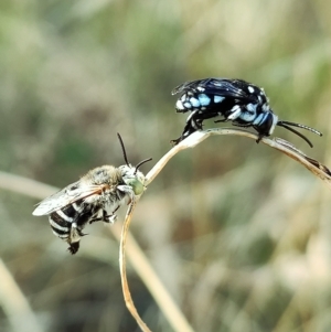 Thyreus caeruleopunctatus at Higgins, ACT - 1 Apr 2023