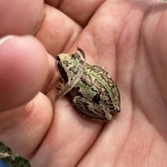 Litoria verreauxii verreauxii (Whistling Tree-frog) at Wandiyali-Environa Conservation Area - 30 Mar 2023 by Wandiyali