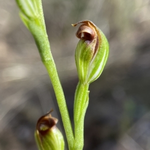 Speculantha rubescens at Molonglo Valley, ACT - 31 Mar 2023