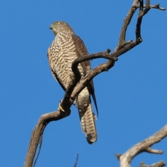Accipiter cirrocephalus (Collared Sparrowhawk) at Wodonga, VIC - 31 Mar 2023 by KylieWaldon