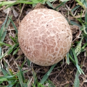 Calvatia sp. at Holt, ACT - 1 Apr 2023