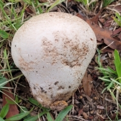 Calvatia sp. at Holt, ACT - 1 Apr 2023