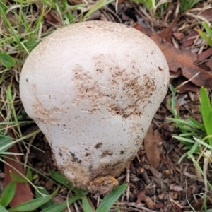 Calvatia sp. at Holt, ACT - 1 Apr 2023