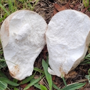 Calvatia sp. at Holt, ACT - 1 Apr 2023