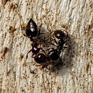 Crematogaster sp. (genus) at Holt, ACT - 1 Apr 2023 03:48 PM