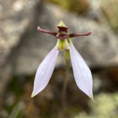 Eriochilus cucullatus (Parson's Bands) at Stromlo, ACT - 28 Mar 2023 by AJB