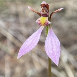 Eriochilus cucullatus at Stromlo, ACT - suppressed