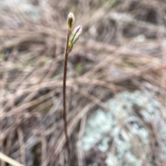 Eriochilus cucullatus at Stromlo, ACT - suppressed