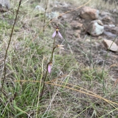 Eriochilus cucullatus at Stromlo, ACT - suppressed