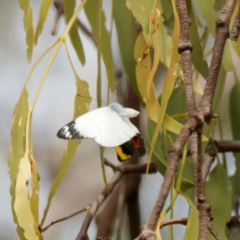 Delias nigrina at Pialligo, ACT - 1 Apr 2023 11:28 AM