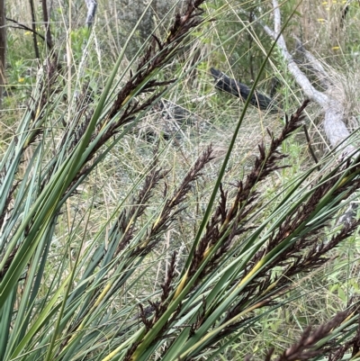 Gahnia subaequiglumis (Bog Saw-sedge) at Tennent, ACT - 31 Mar 2023 by JaneR