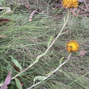 Xerochrysum subundulatum at Tennent, ACT - 31 Mar 2023