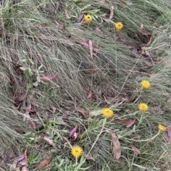 Xerochrysum subundulatum at Tennent, ACT - 31 Mar 2023