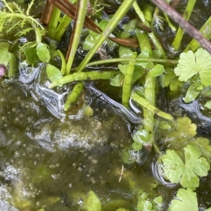 Lilaeopsis polyantha at Tennent, ACT - 31 Mar 2023