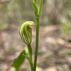 Speculantha parviflora (Tiny Greenhood) at Pomaderris Nature Reserve - 29 Mar 2023 by AJB