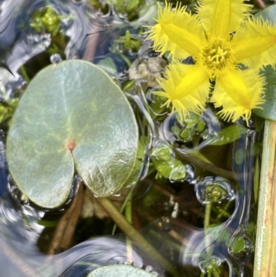 Nymphoides montana (Marshwort) at Tennent, ACT - 31 Mar 2023 by JaneR