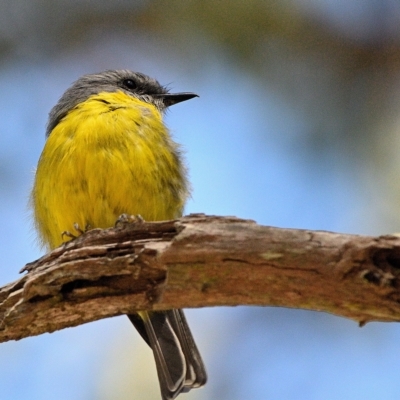 Eopsaltria australis (Eastern Yellow Robin) at Bargo, NSW - 31 Mar 2023 by Freebird