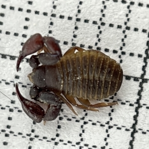 Chernetidae sp. (family) at Lyneham, ACT - 22 Mar 2023