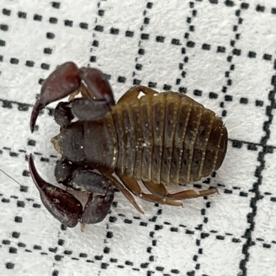 Chernetidae sp. (family) (Chernetid Pseudoscorpion) at Lyneham Wetland - 22 Mar 2023 by Hejor1