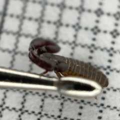 Chernetidae sp. (family) at Lyneham, ACT - 22 Mar 2023