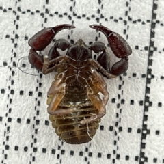 Chernetidae (family) at Lyneham, ACT - 22 Mar 2023 03:30 PM