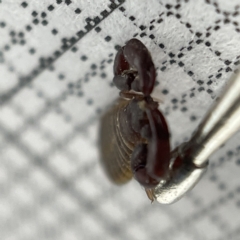 Chernetidae sp. (family) at Lyneham, ACT - 22 Mar 2023