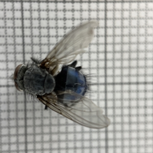 Calliphora vicina at Lyneham, ACT - 22 Mar 2023