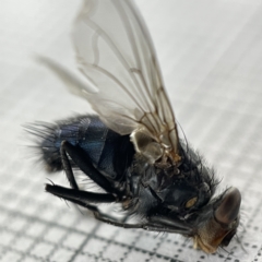 Calliphora vicina at Lyneham, ACT - 22 Mar 2023