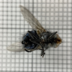 Calliphora vicina at Lyneham, ACT - 22 Mar 2023