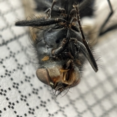 Calliphora vicina at Lyneham, ACT - 22 Mar 2023