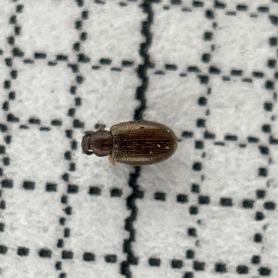 Corticariinae (subfamily) (Mould beetle, minute brown scavenger beetle) at Lyneham Wetland - 22 Mar 2023 by Hejor1