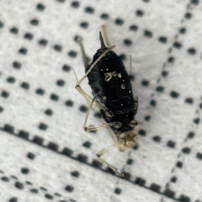 Aphididae (family) (Unidentified aphid) at Lyneham Wetland - 22 Mar 2023 by Hejor1