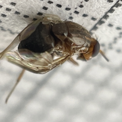 Steganopsis melanogaster (A lauxaniid fly) at Lyneham Wetland - 22 Mar 2023 by Hejor1
