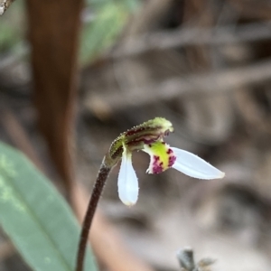 Eriochilus cucullatus at O'Connor, ACT - suppressed