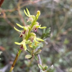 Corunastylis cornuta at O'Connor, ACT - 1 Apr 2023