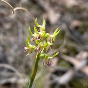 Corunastylis cornuta at Acton, ACT - suppressed