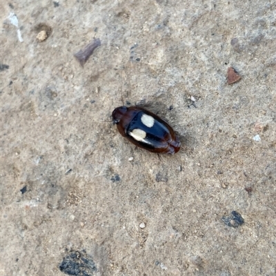 Sphallomorpha ruficollis (A ground beetle) at Acton, ACT - 19 Mar 2023 by Ned_Johnston