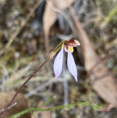 Eriochilus cucullatus (Parson's Bands) at Point 5822 - 19 Mar 2023 by NedJohnston