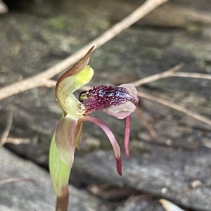 Chiloglottis reflexa at Acton, ACT - 31 Mar 2023