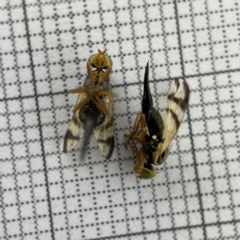 Euribia sp. (genus) (Thistle Gall Fly) at Lyneham Wetland - 22 Mar 2023 by Hejor1