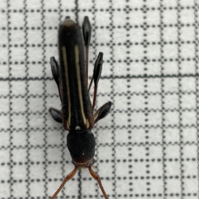 Amphirhoe sp. (Amphirhoe longhorn beetle) at Lyneham Wetland - 22 Mar 2023 by Hejor1