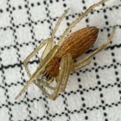 Larinia sp. (genus) (Larinia orb weaver) at Lyneham Wetland - 22 Mar 2023 by Hejor1