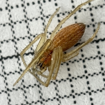 Larinia sp. (genus) (Larinia orb weaver) at O'Connor, ACT - 22 Mar 2023 by Hejor1