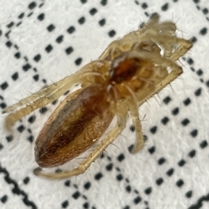 Larinia sp. (genus) at O'Connor, ACT - 22 Mar 2023