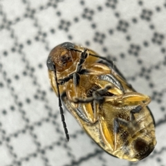 Aporocera (Aporocera) consors at Lyneham, ACT - 22 Mar 2023 04:20 PM